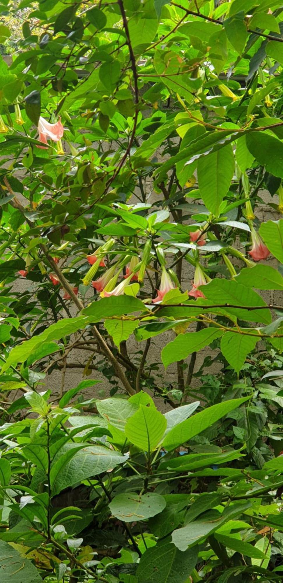 Himansa Homestay Ella Buitenkant foto